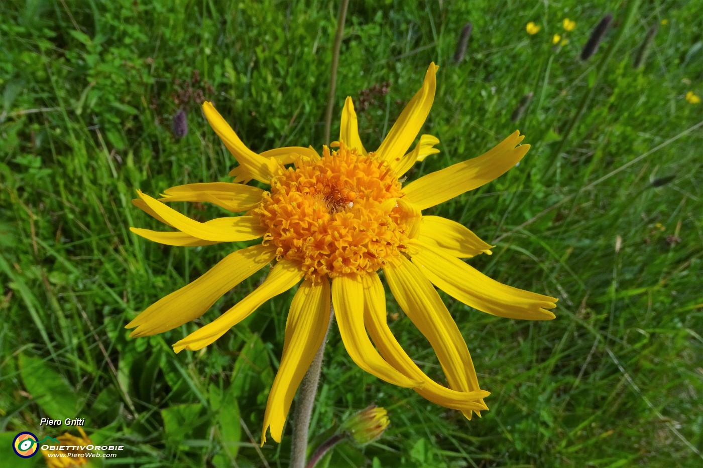 94 Arnica montana.JPG